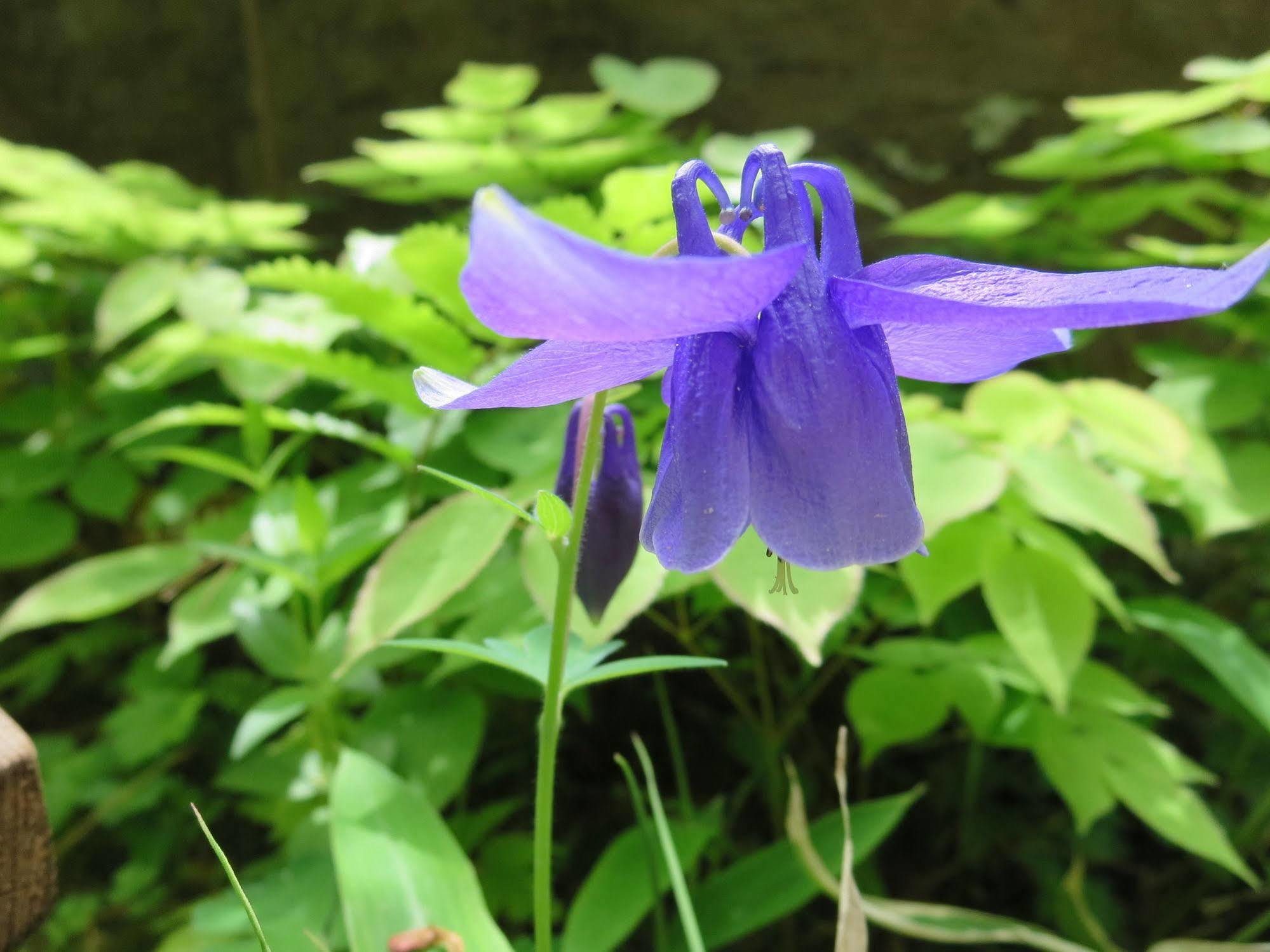 Senjukaku Hotel Yamanouchi  Bagian luar foto